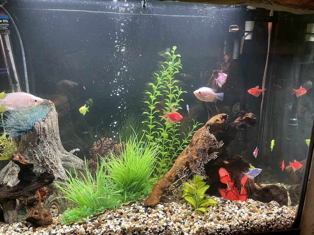 Fish tank